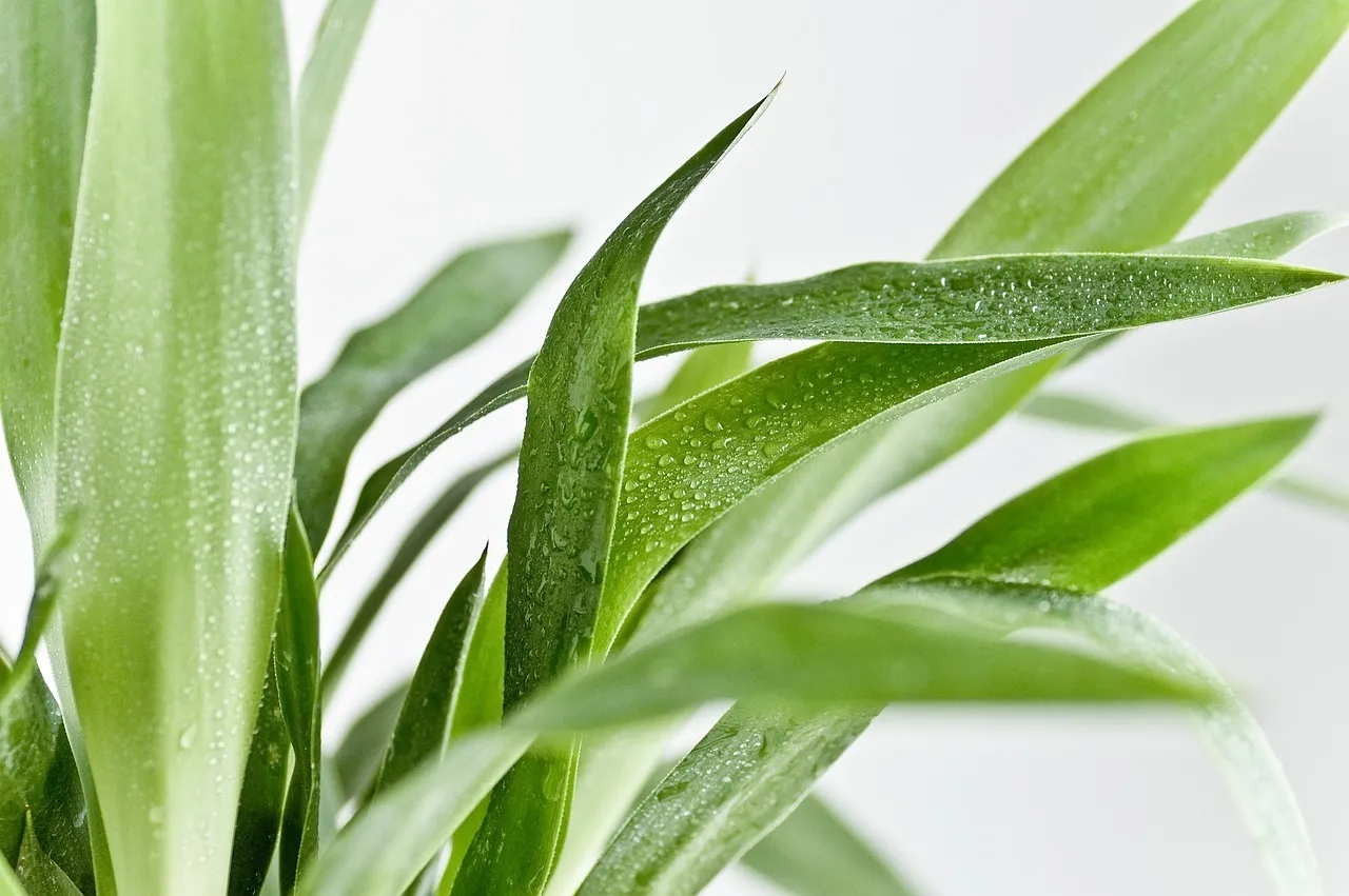Tout savoir sur la plante Yucca