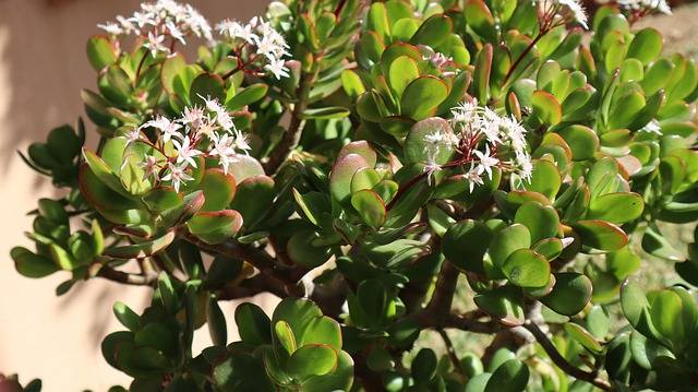 Comment propager l’arbre de Jade à partir de boutures ?