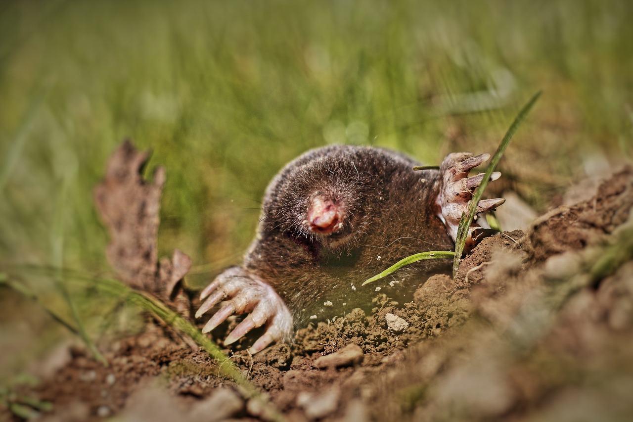 Éliminer les taupes : la solution StopMole