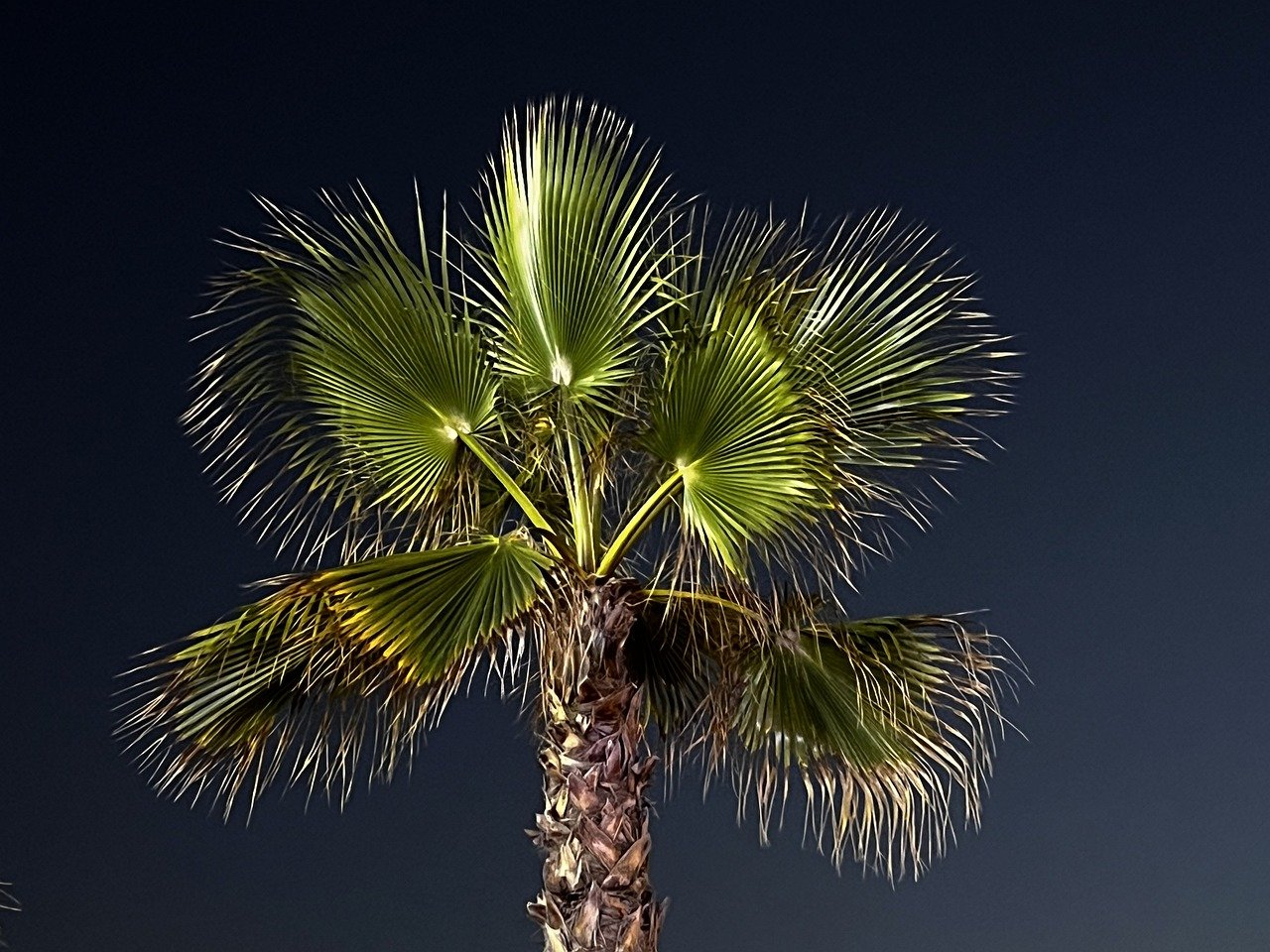 5 conseils pour la taille de vos palmiers