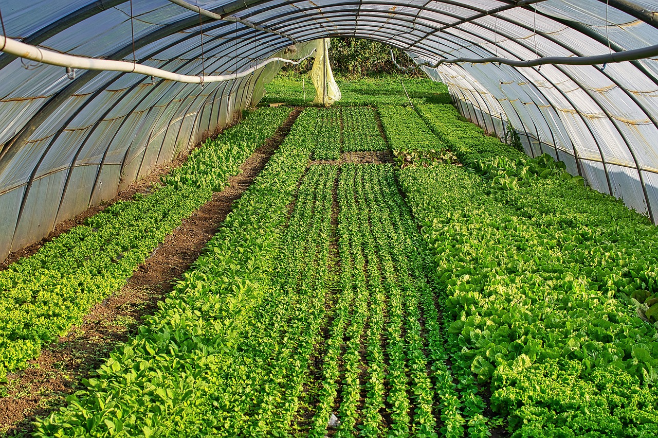 Quel type de serre choisir pour son jardin