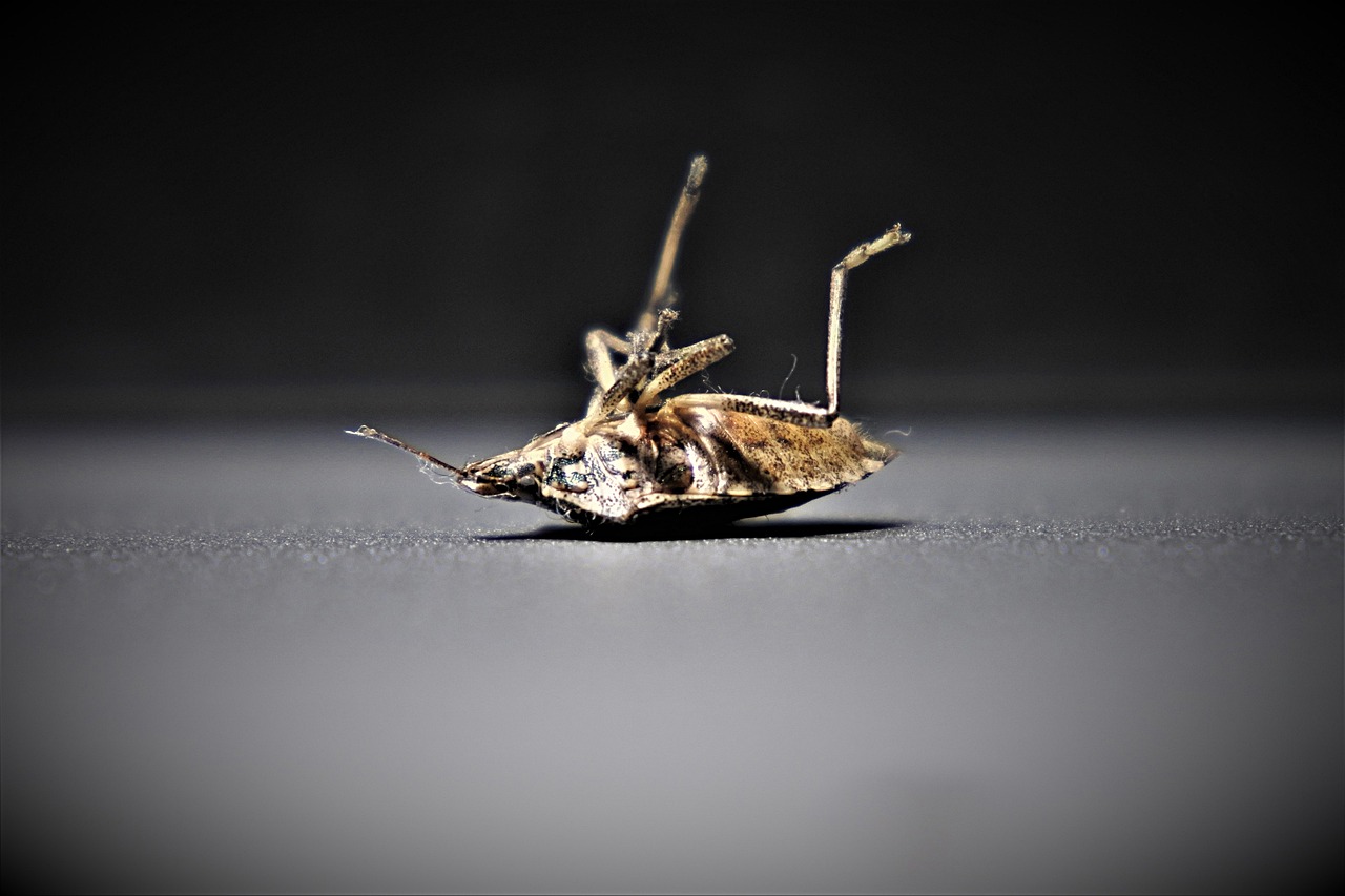 Les infestations de punaises de lit à Paris