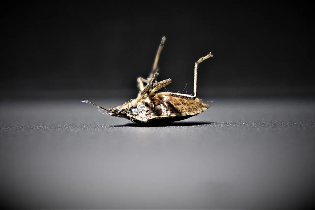 Les infestations de punaises de lit à Paris