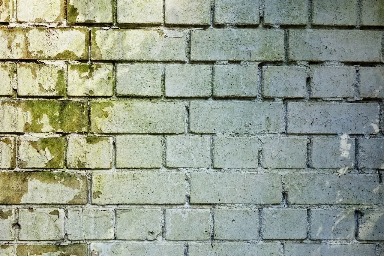 Les moisissures : comment limiter les dégâts ?