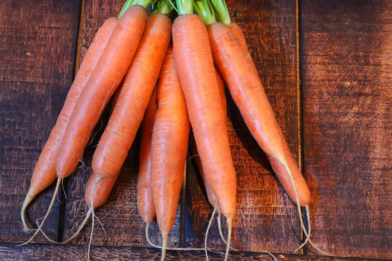 Variétés de carottes : comment et quand semer ?
