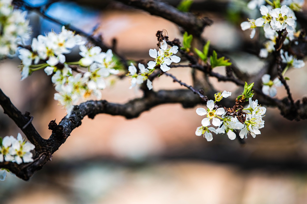 Conseils pour préparer le jardin au printemps