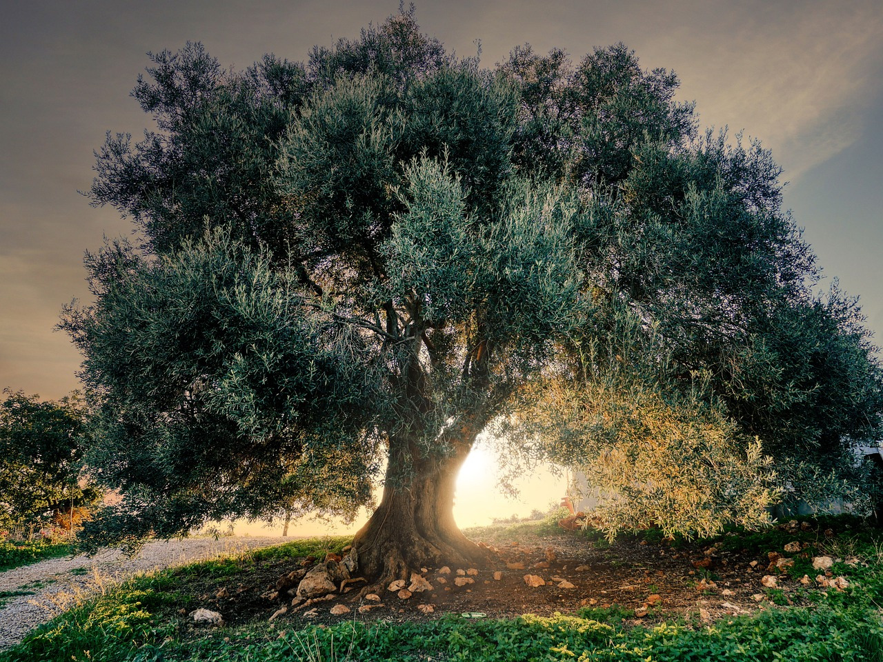 Comment mettre en valeur un olivier soi-même ?