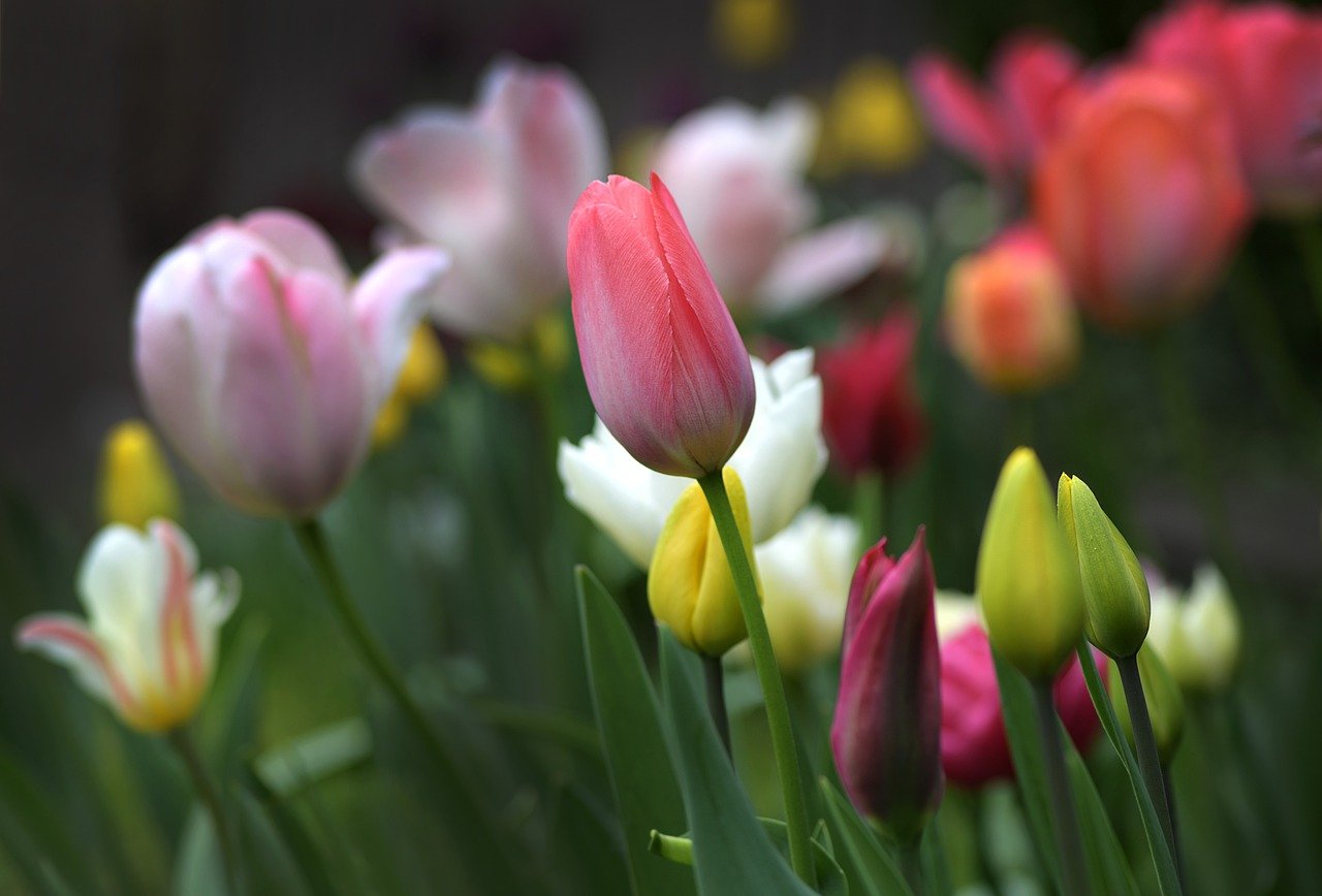 3 astuces pour bien planter les bulbes à fleurs