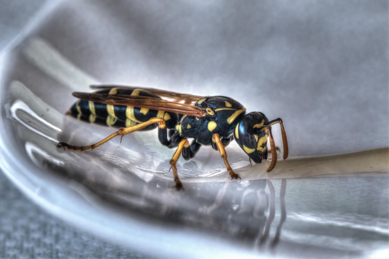 Frelons asiatiques à Lyon : comment s’en protéger ?
