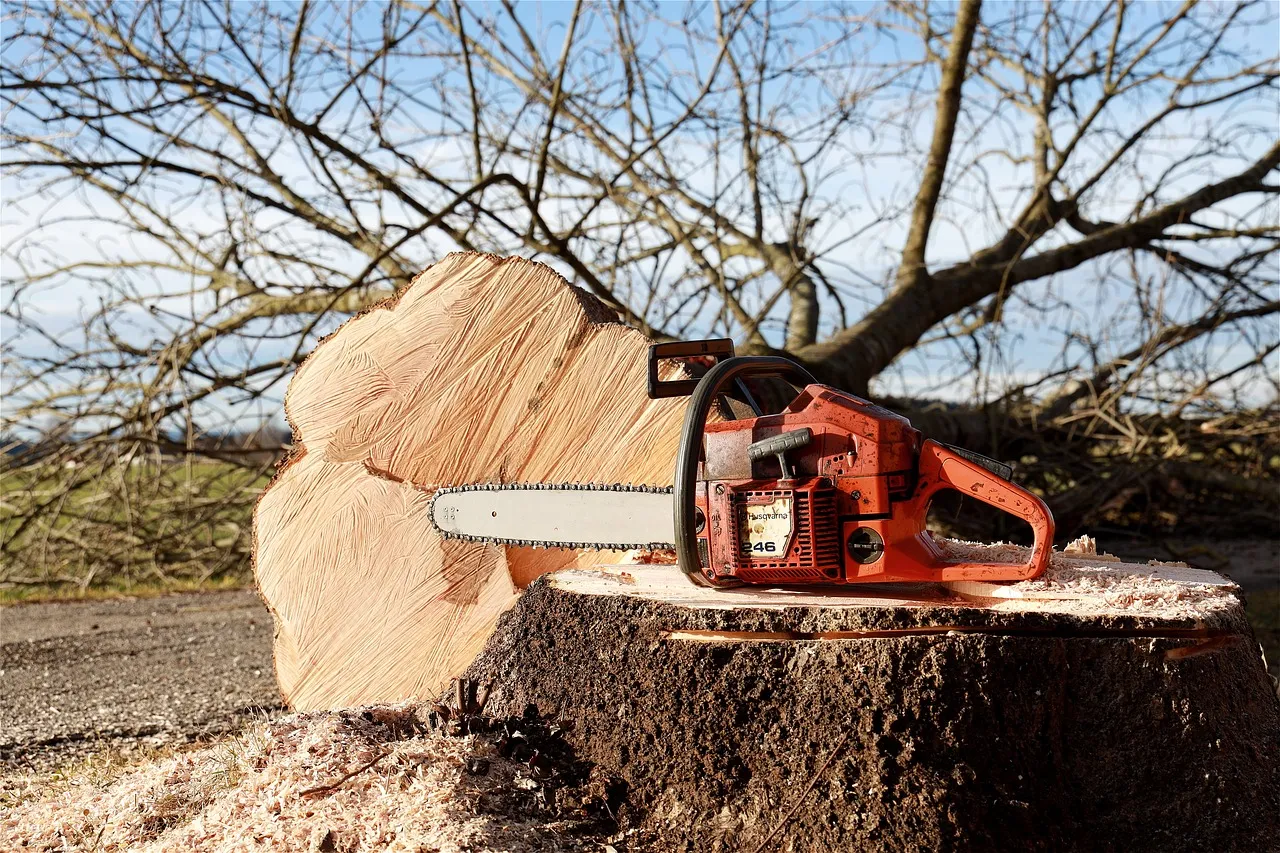 Quelle période choisir pour l’élagage des arbres ?