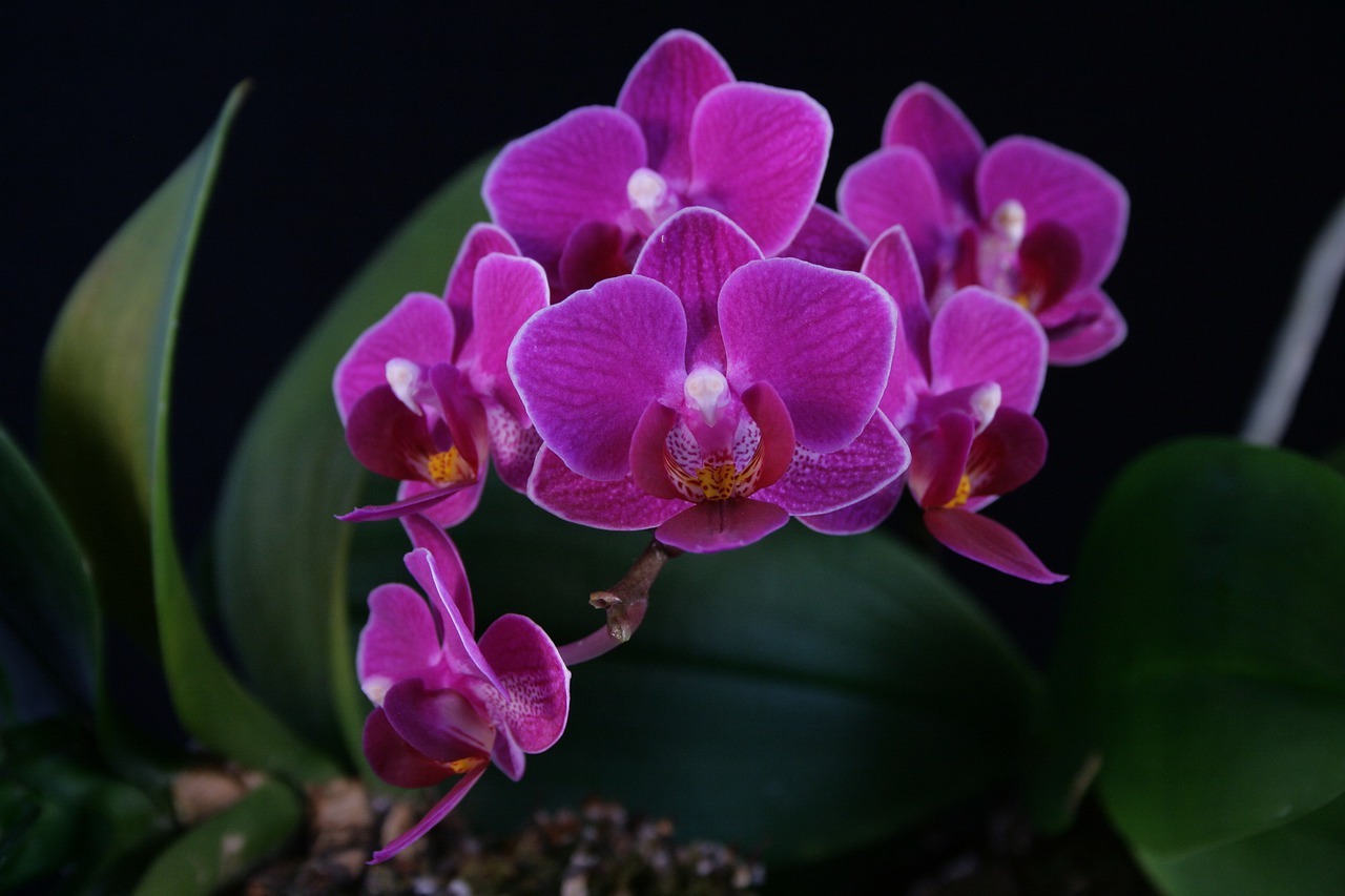 Comment rempoter une orchidée ? Le guide détaillé !