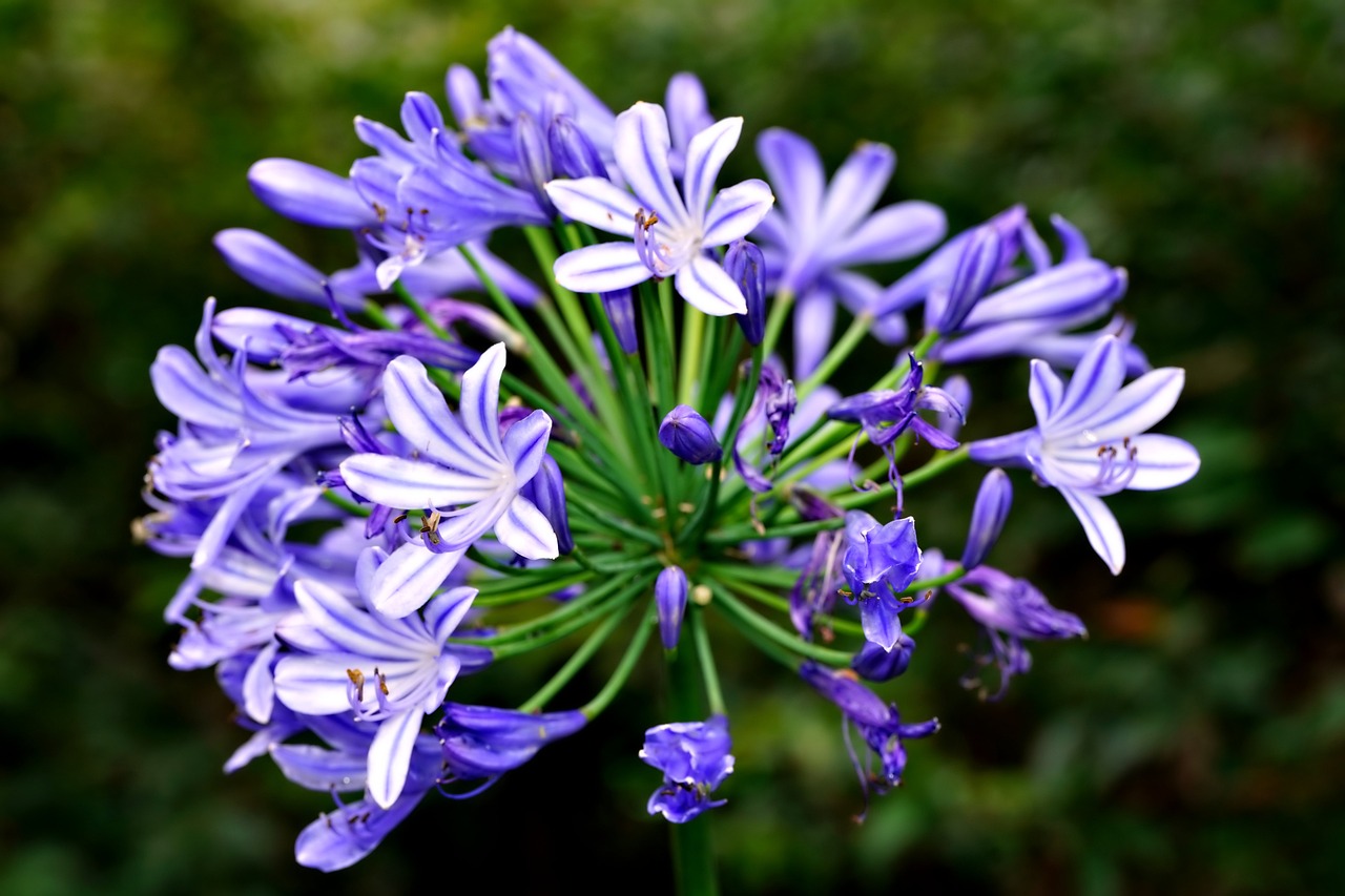 Comment entretenir vos lys asiatiques à la maison ?