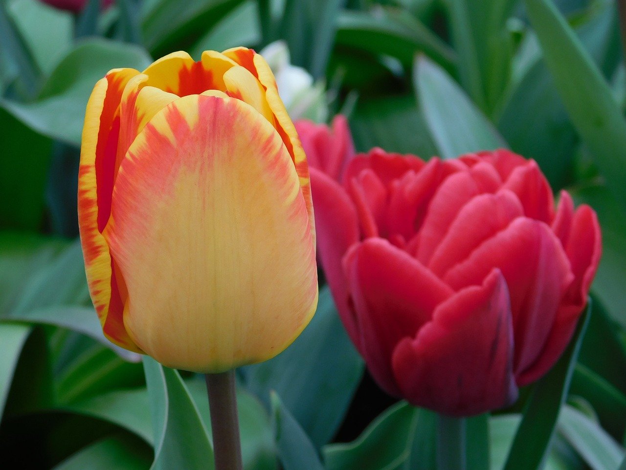 Robot tondeuse et permaculture : est-ce compatible ?