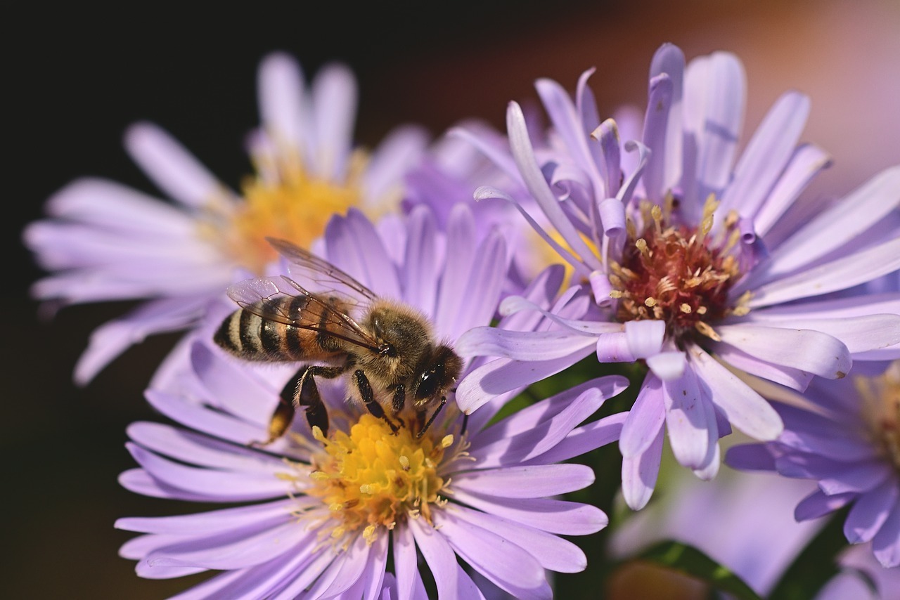 Conseils pour construire un jardin à pollinisateurs