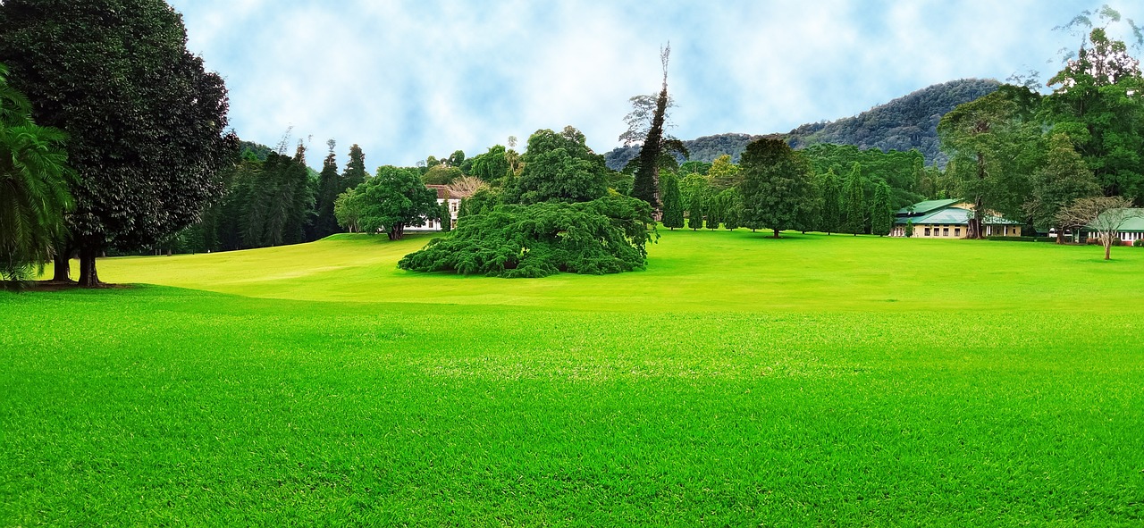 Des conseils pour bien choisir la semence de gazon