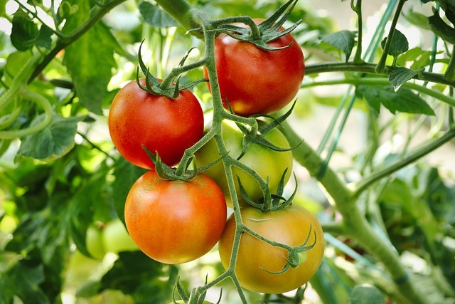 Solutions aux problèmes courants des plants de tomates