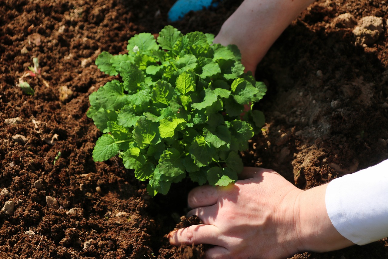 Les étapes pour créer un jardin écologique et durable