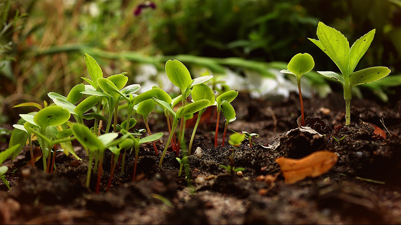 Permaculture et autres méthodes de jardinage créatives