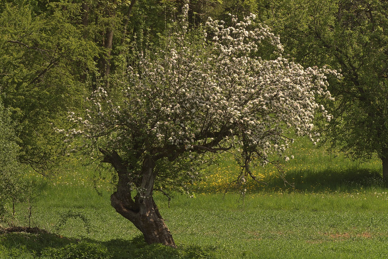 Comment savoir lorsqu’il est temps d’élaguer vos arbres ?