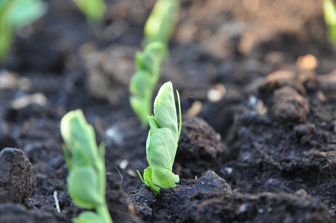 Comment contribuer au développement durable dans mon jardin ?