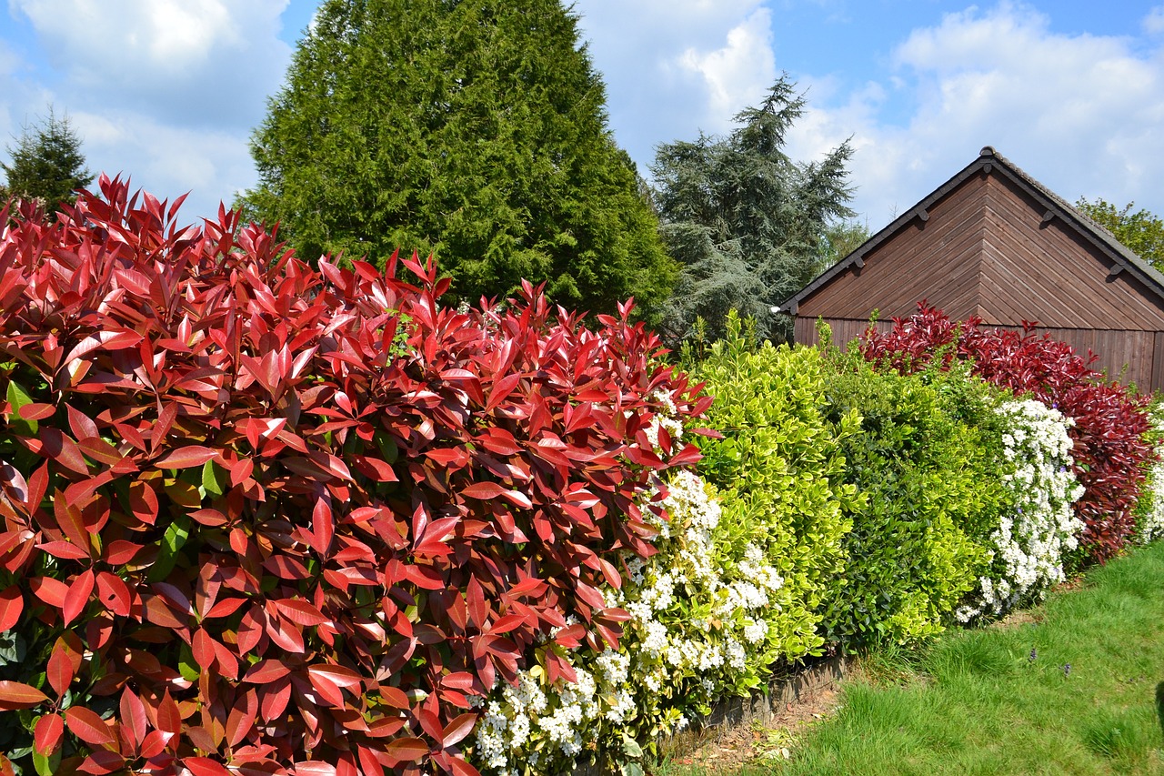 Photinia : une plante polyvalente et esthétique pour le jardin