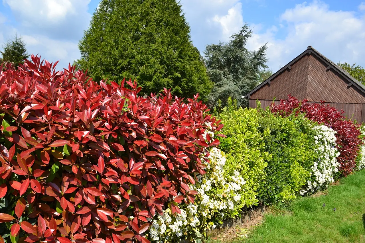 Photinia : une plante polyvalente et esthétique pour le jardin