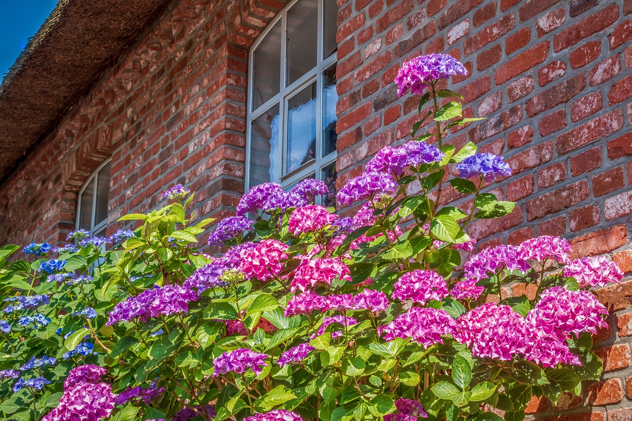 5 manières efficaces d’utiliser la terre de diatomée chez vous