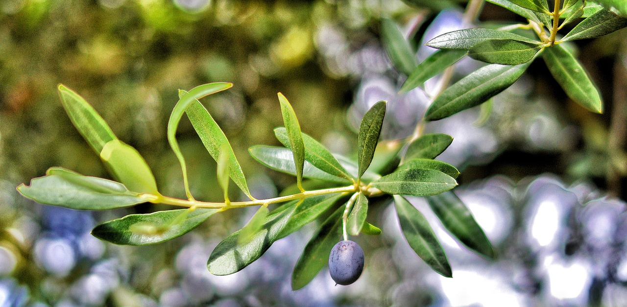 L’Olivier : la perle méridionale de votre décoration intérieure
