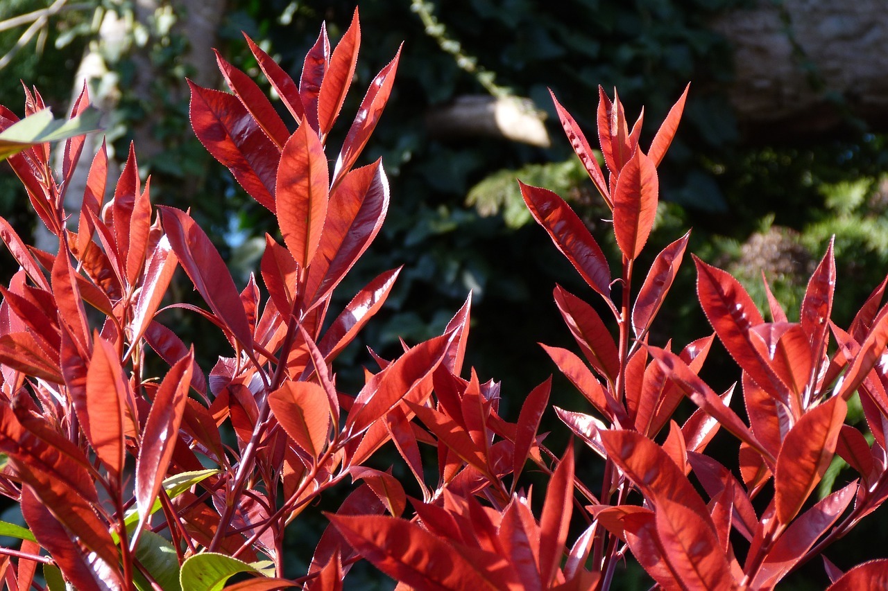 Photinia red robin : Nos conseils d’entretien pour cette plante !