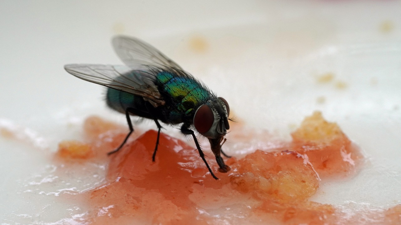 Top 5 des pièges à mouches les plus efficaces pour votre maison