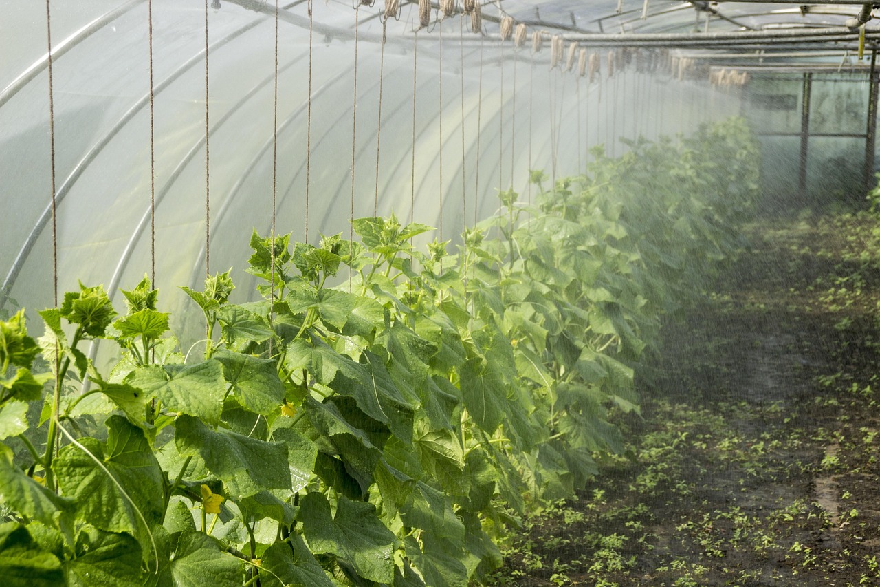Conseils pratiques pour créer un potager en permaculture durable