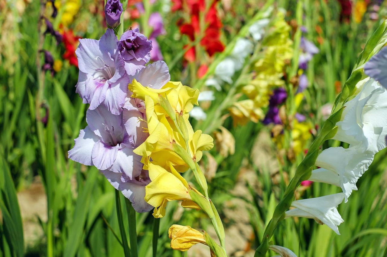 Comment diviser les hostas, les iris et toute autre plante vivace ?