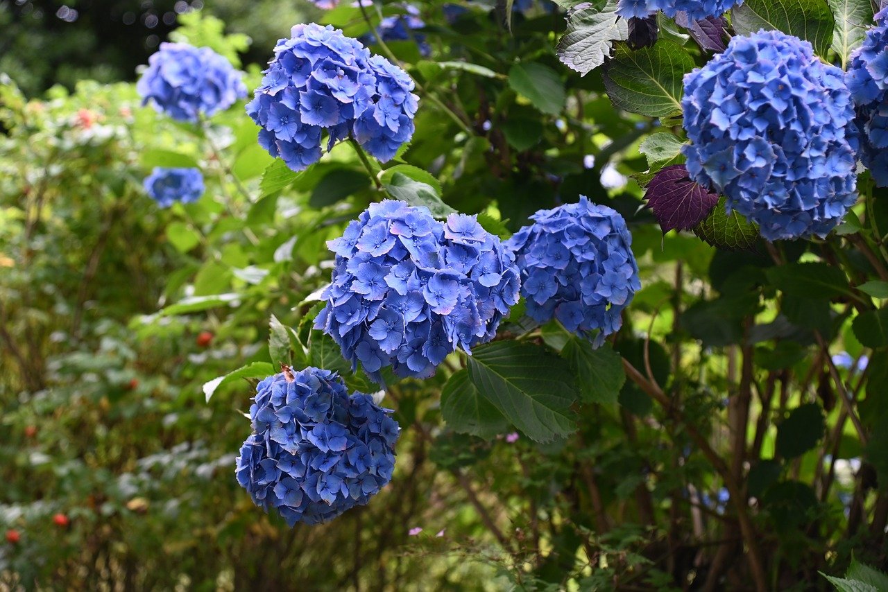 L’art de l’entretien des hortensias par votre expert jardinier 94
