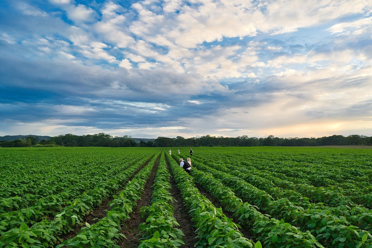 Utilisation du Trichoderma harzianum dans l’agriculture biologique.