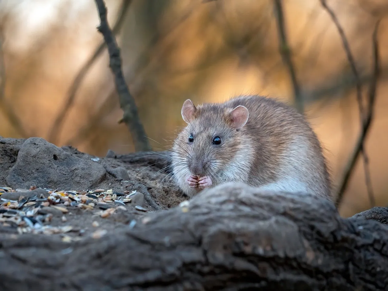Les rats s’invitent dans les jardins urbains : faut-il s’en inquiéter ?