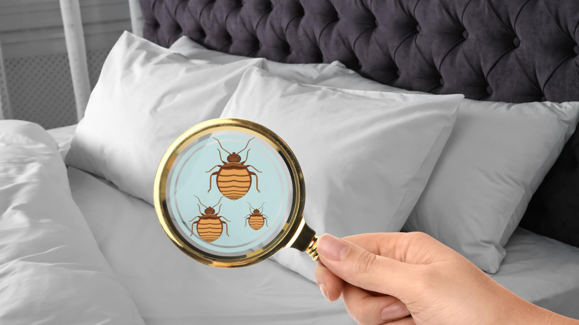 Les punaises de lit : comment protéger votre domicile de ce fléau urbain ?