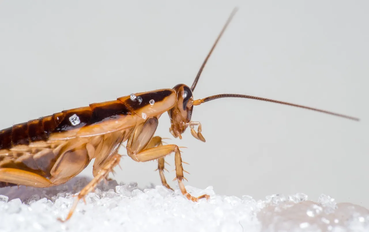 Quelles sont les causes des infestations de parasites dans les maisons ?