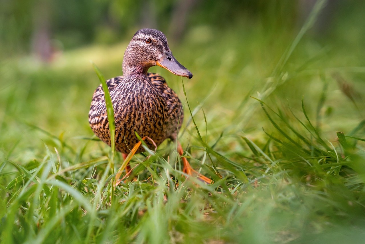 L’Art de l’élagage : comment prendre soin de vos espaces verts à la maison
