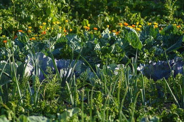 Jardinage en lasagnes : qu’est-ce que c’est et comment le mettre en place