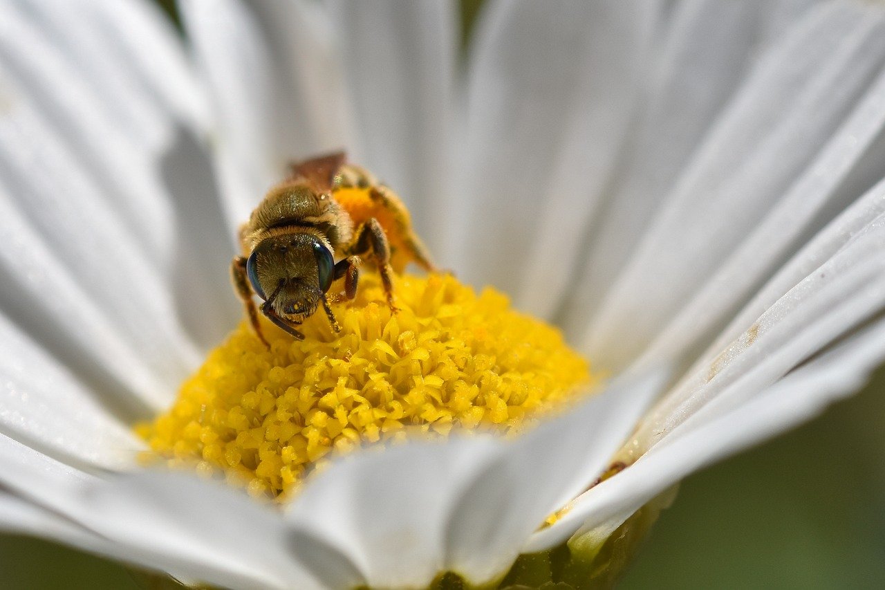 Attirer les pollinisateurs dans mon jardin : comment éviter les nuisibles ?