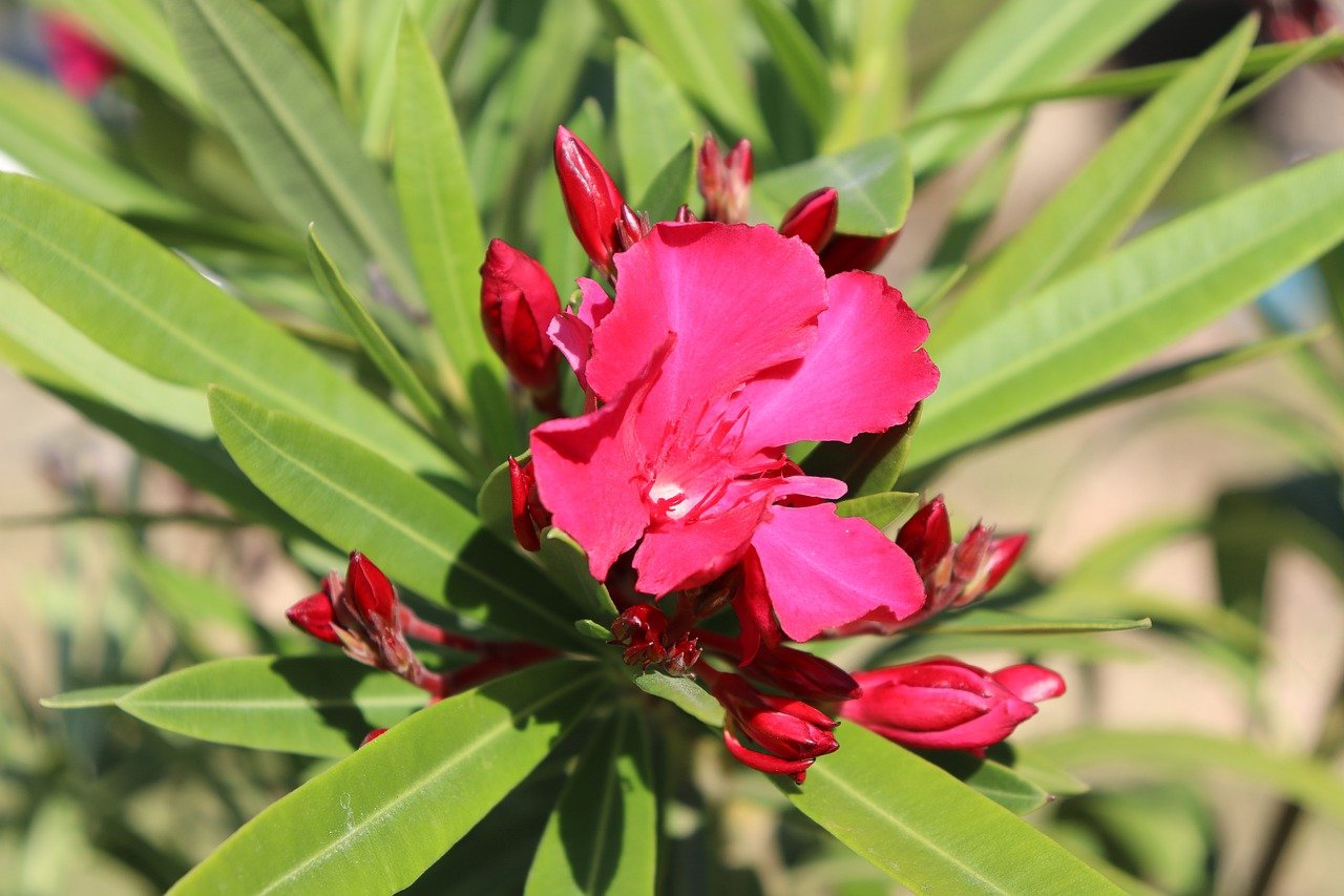 Mode d’emploi : comment bouturer un laurier rose avec de l’eau à la maison ?