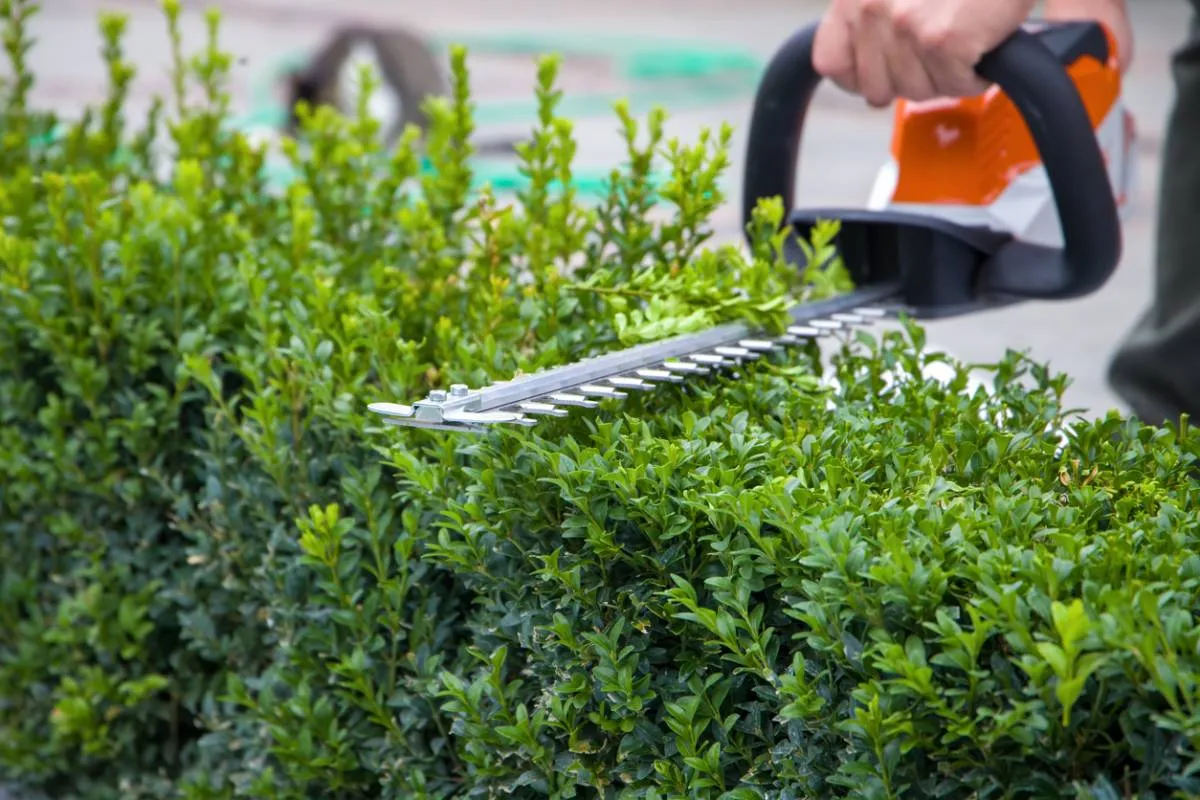 L’entretien paysager professionnel, un choix écoresponsable pour votre jardin