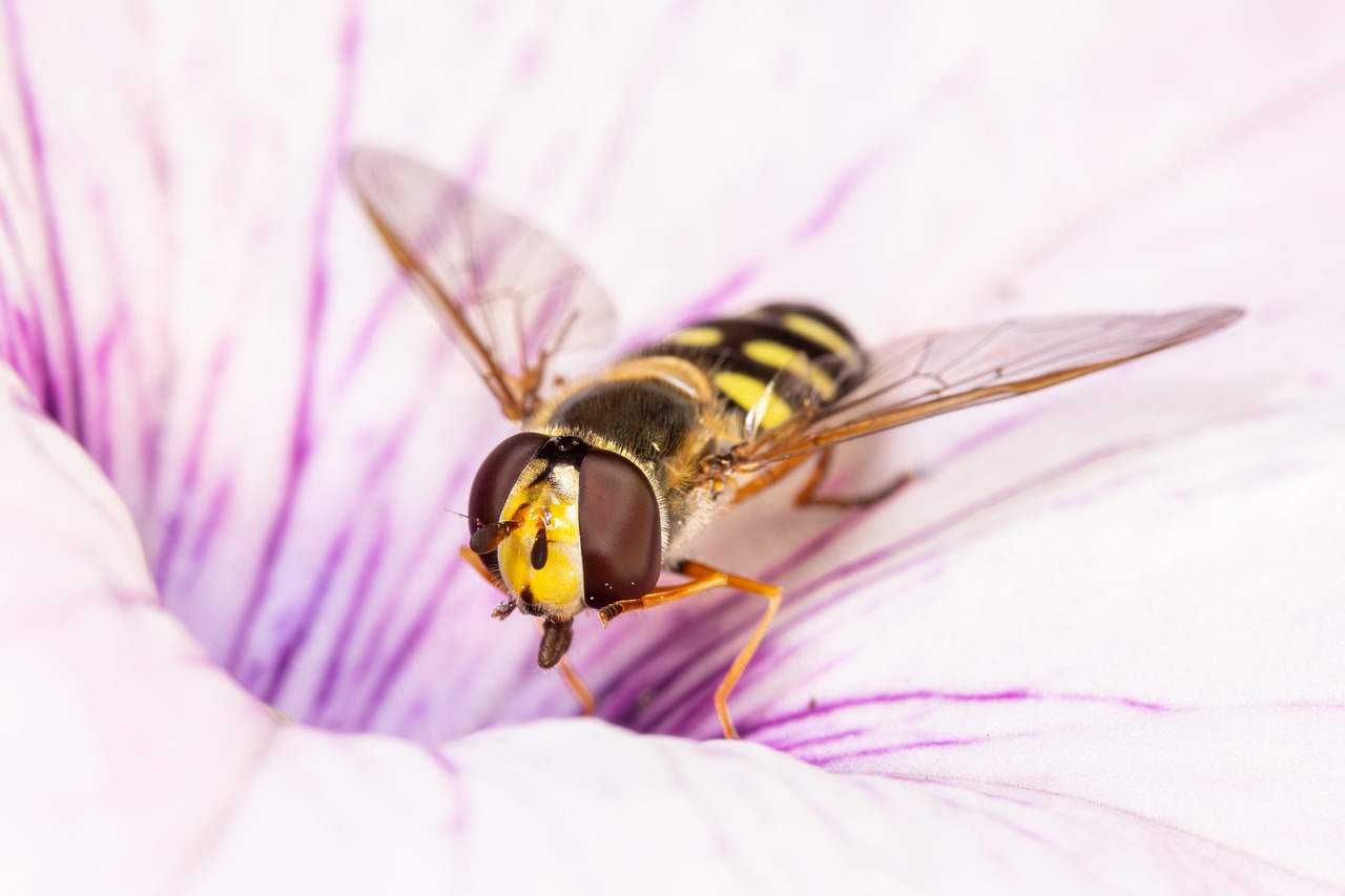 5 astuces efficaces pour se débarrasser des petites mouches dans votre maison