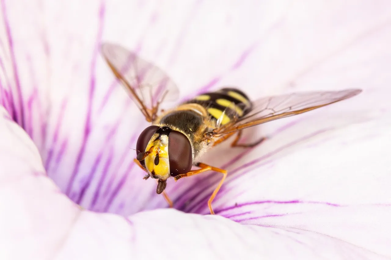 5 astuces efficaces pour se débarrasser des petites mouches dans votre maison