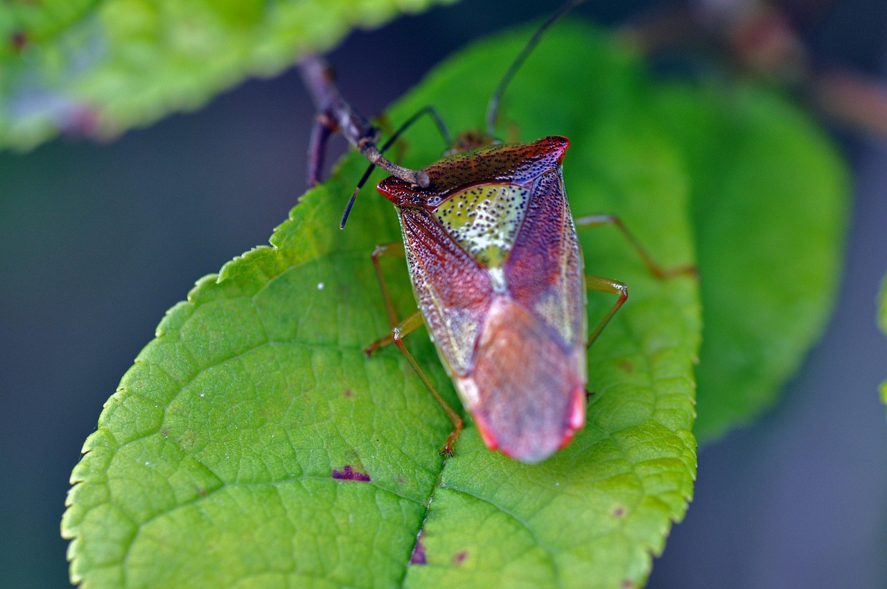 Punaises de lit : comment les identifier, les prévenir et les éliminer efficacement