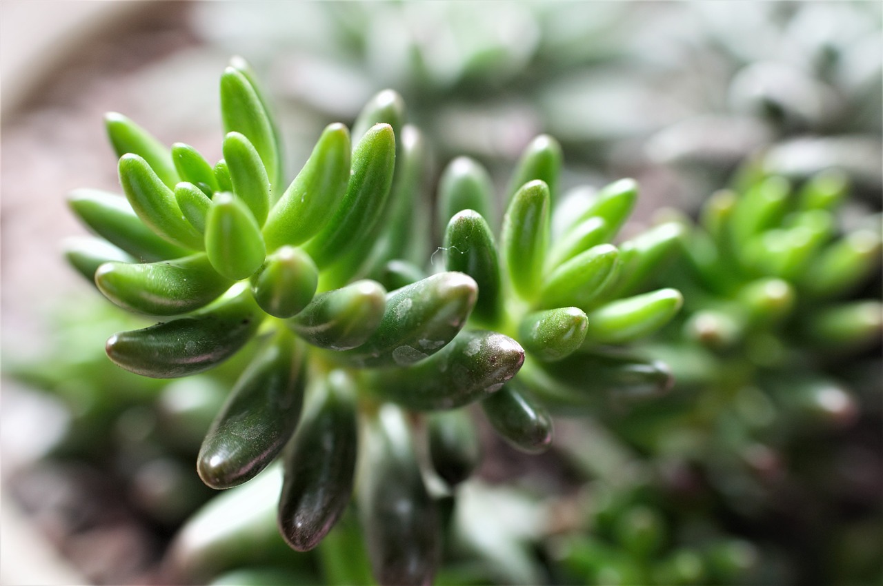 Les 5 meilleures plantes d’extérieur résistantes au gel pour embellir votre maison