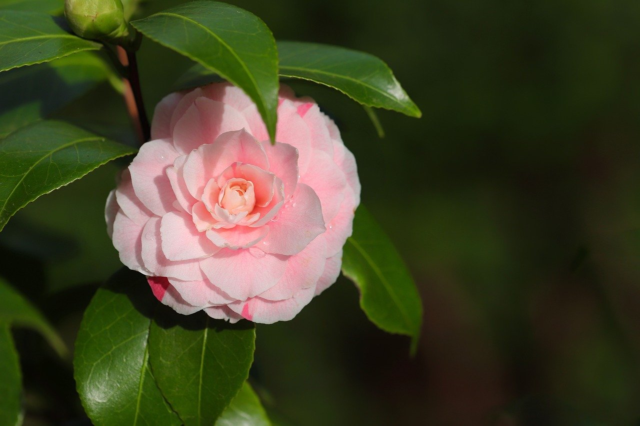 Des arbustes qui résistent à la sécheresse : le guide complet pour aménager votre jardin