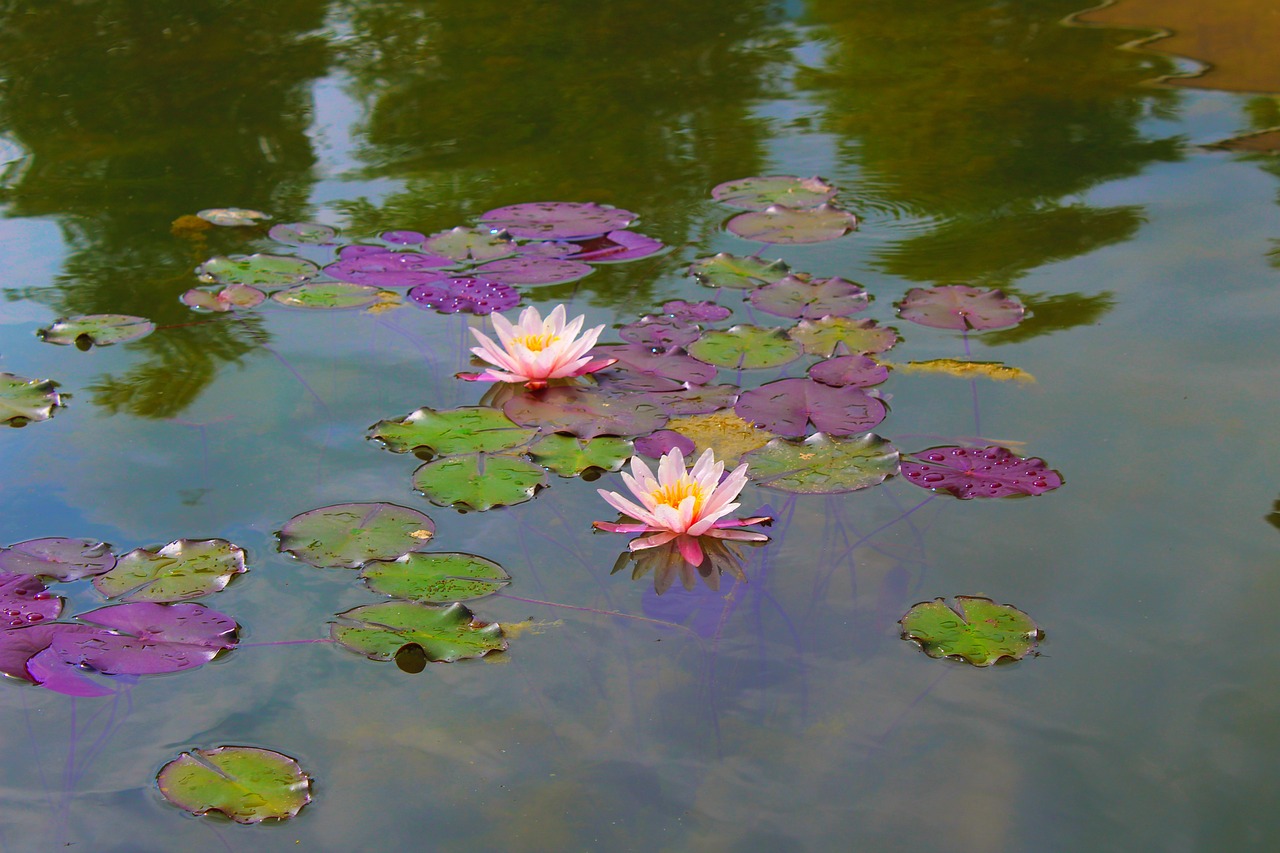 Petit coin de paradis : l’installation d’un bassin qui transformera votre jardin en oasis