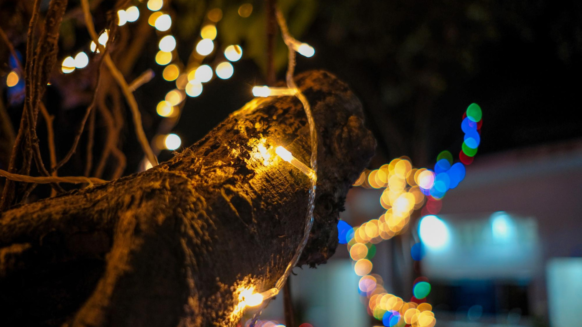 Décoration extérieure : pourquoi les guirlandes LED sont incontournables pour votre jardin ?