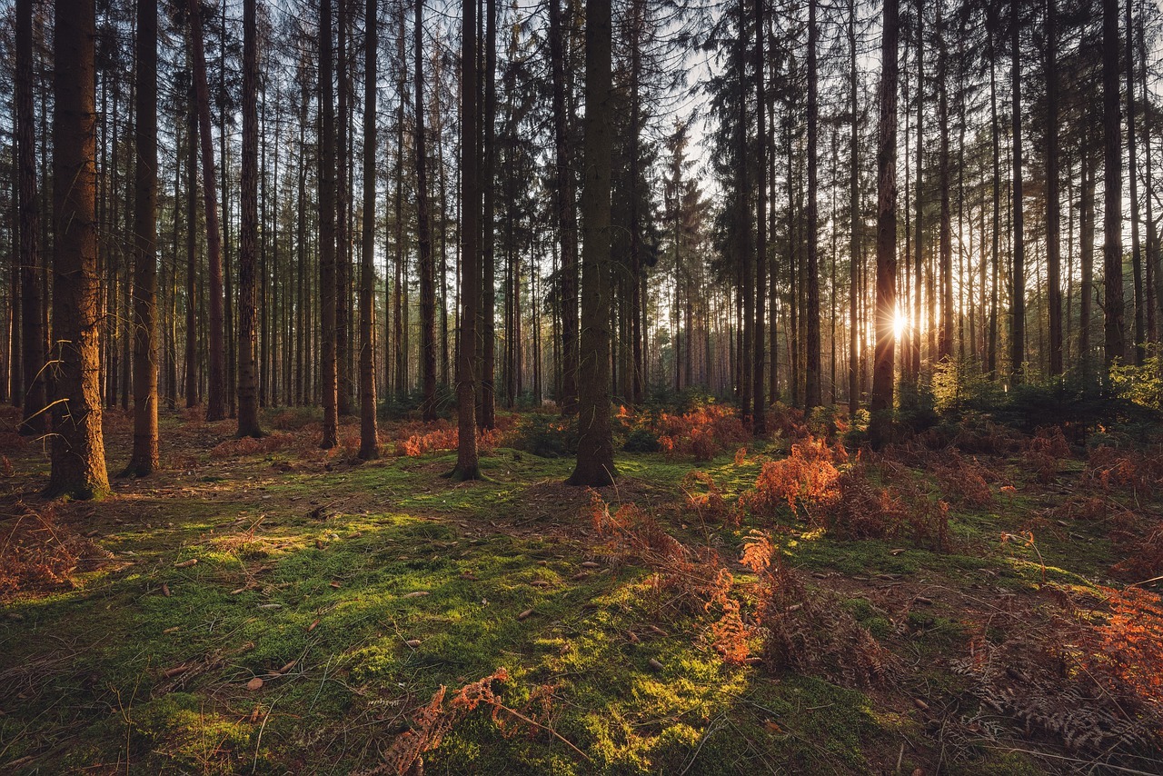 Zoom sur le métier de fustier !